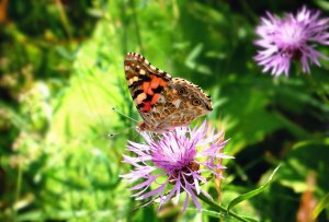 130727 Tistelfjäril, Vanessa cardui1-1.jpg