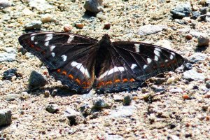 160625 Aspfjäril, Limenitis populi2-2.jpg