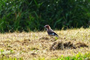 150805 Nötskrika, Garrulus glandarius1-1.jpg