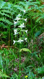 160625 Nattviol, Platanthera bifolia1-1.jpg