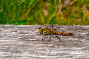 130729 Tegelröd Ängstrollslända, Sympetrum vulgatum, hona1-1.jpg