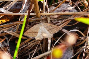 130520 Ormbunksmätare, Petrophora chlorosata1-1 .jpg