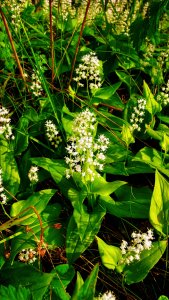 130612 Ekorrbär, Maianthemum bifolium1-1.jpg