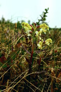 140621 Lappspira, Pedicularis lapponica1-1.jpg