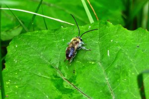 160612 Långhornsbi, Eucera longicornis, hane1-1.jpg