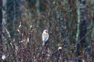 131105 Gråsiska, Acanthis flammea1-1.jpg