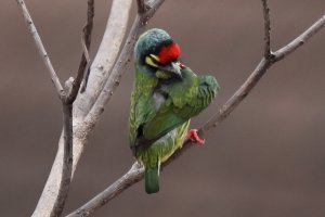 Coppersmith barbet_2.JPG