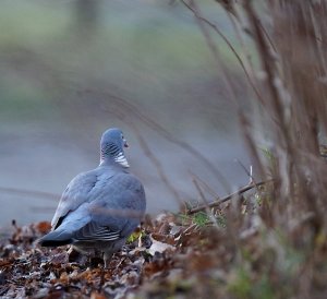 Akterifrån 17.01.JPG