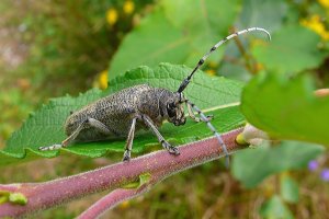 110821 Större Aspvedbock, Saperda carcharias2-1.jpg