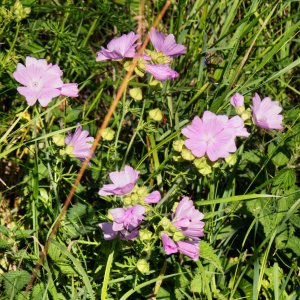 200712 Rosenmalva, Malva alcea1-1.jpg