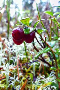 161105 Lingon, Vaccinium vitis-idaea1-1.jpg