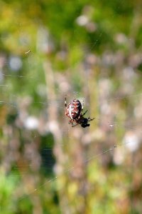 110927 Korsspindel, Araneus diadematus1-2.jpg