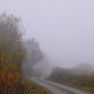 111024 Rådjur1-2.jpg