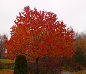 111028 Fågelbär, Prunus avium2-1.jpg