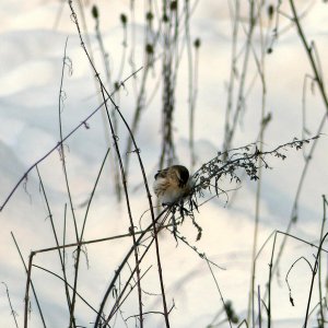 140120_gra_siska__carduelis_flammea3-2.jpg