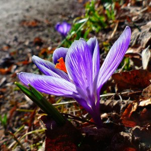 160328_krokus__crocus_spec1-1.jpg