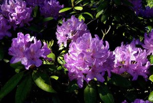 140601_rhododendron1-2.jpg