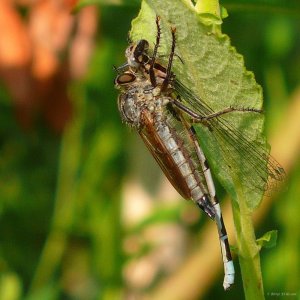 110707 Rovfluga, Eutolmus rufibarbis, hona1-2.jpg