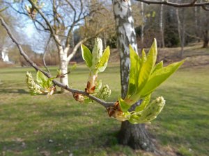 Lönnen_slår_ut_i_Konvaljparken Roslags Näsby Täby._21_4_2021.jpg