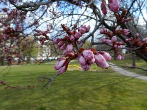 Körsbärsblomning_2_5_2021.jpg