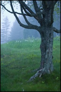 The fog and the tree_r_800fs.jpg