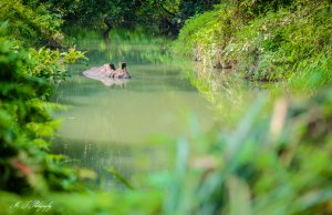 Badande noshörning, Chitwan national park.jpg