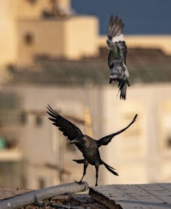 crows fighting pigeon_2.jpg