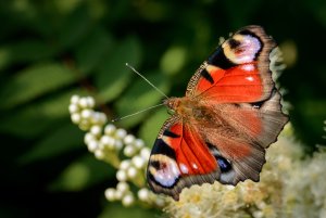 Fjärilar 2016-129.jpg