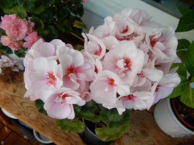 Estelle_Pelargonia_23_6_2023.jpg