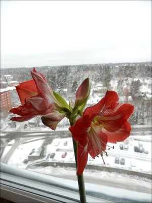 Amaryllisen_blommar_flitigt_i_Täby_2_12_2023.jpg