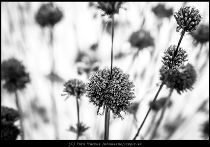 6000-Blomster-vinter-Skansen-Sv-besk.jpg