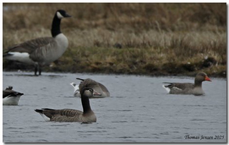 Bläsgås.jpg Bläsgås.jpg