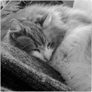 240513-Fs-1år.jpg 240513-Fs-1år.jpg