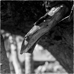 240518-Fs-1år.jpg 240518-Fs-1år.jpg