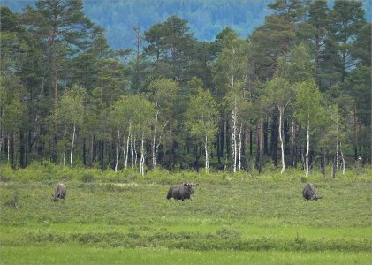 240527.01.JPG 240527.01.JPG