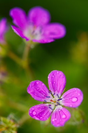 _MG_9786.jpg _MG_9786.jpg