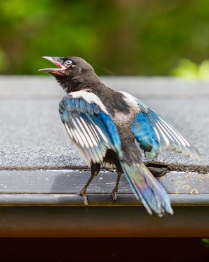 _N0A7040.jpg _N0A7040.jpg