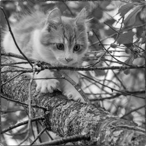 150627-FS10.jpg 150627-FS10.jpg