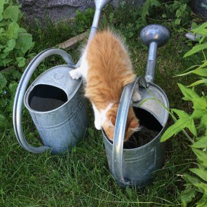 150702-FS10.jpg 150702-FS10.jpg