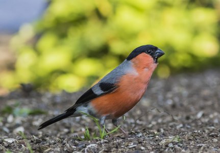 2015-07-04.jpg 2015-07-04.jpg