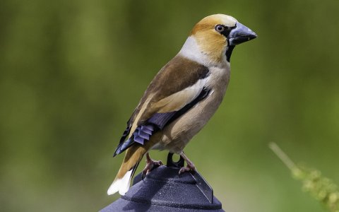 Stenknäck.jpg Stenknäck.jpg