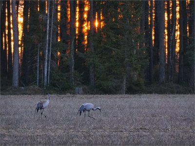 KvällssoL 250707.JPG KvällssoL 250707.JPG