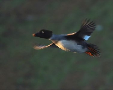 Fs Suddmes 250725.JPG