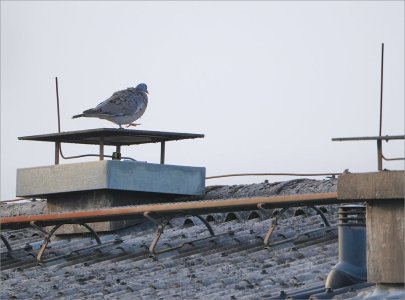 240801.01.JPG 240801.01.JPG