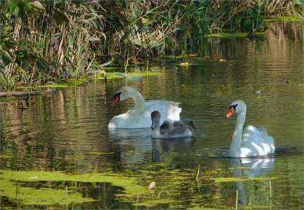 240811.01.JPG 240811.01.JPG