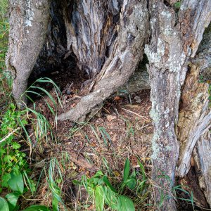 240818-Fs-1år.jpg 240818-Fs-1år.jpg