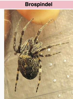 Skärmavbild 2025-08-18 kl. 21.42.05.png