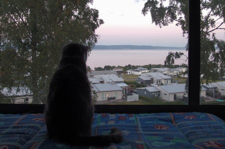 STNO8050j_katten kollar utsikten.JPG