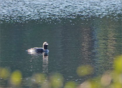 240905.01.JPG 240905.01.JPG