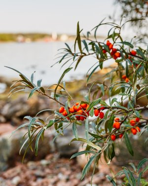 _MG_9951.jpg _MG_9951.jpg